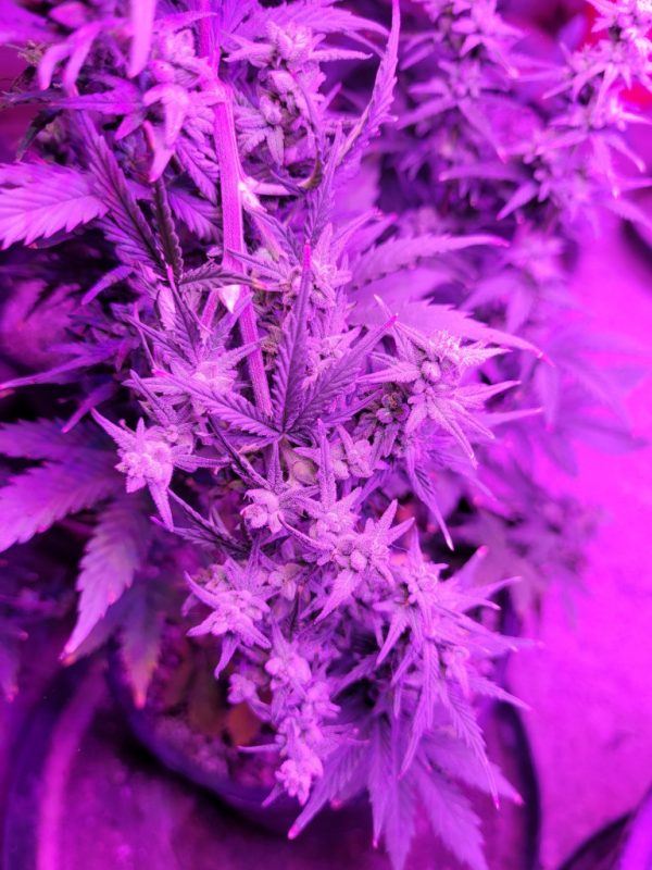 Gorrilla Glue Auto-Flower