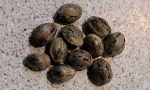 JCS Cannabis Seeds
