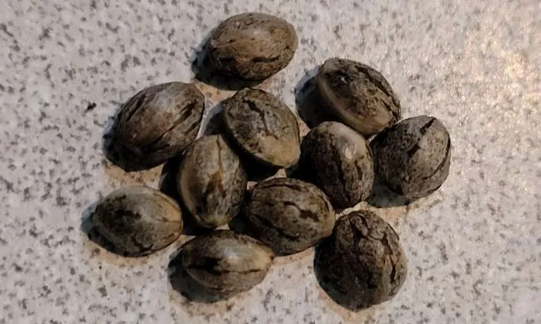 Mature Tiger Stripped Cannabis seeds