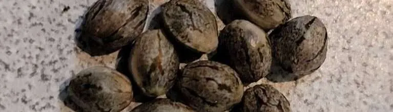 Mature Tiger Stripped Cannabis seeds Organic