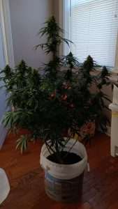 Free Auto Flower Seeds