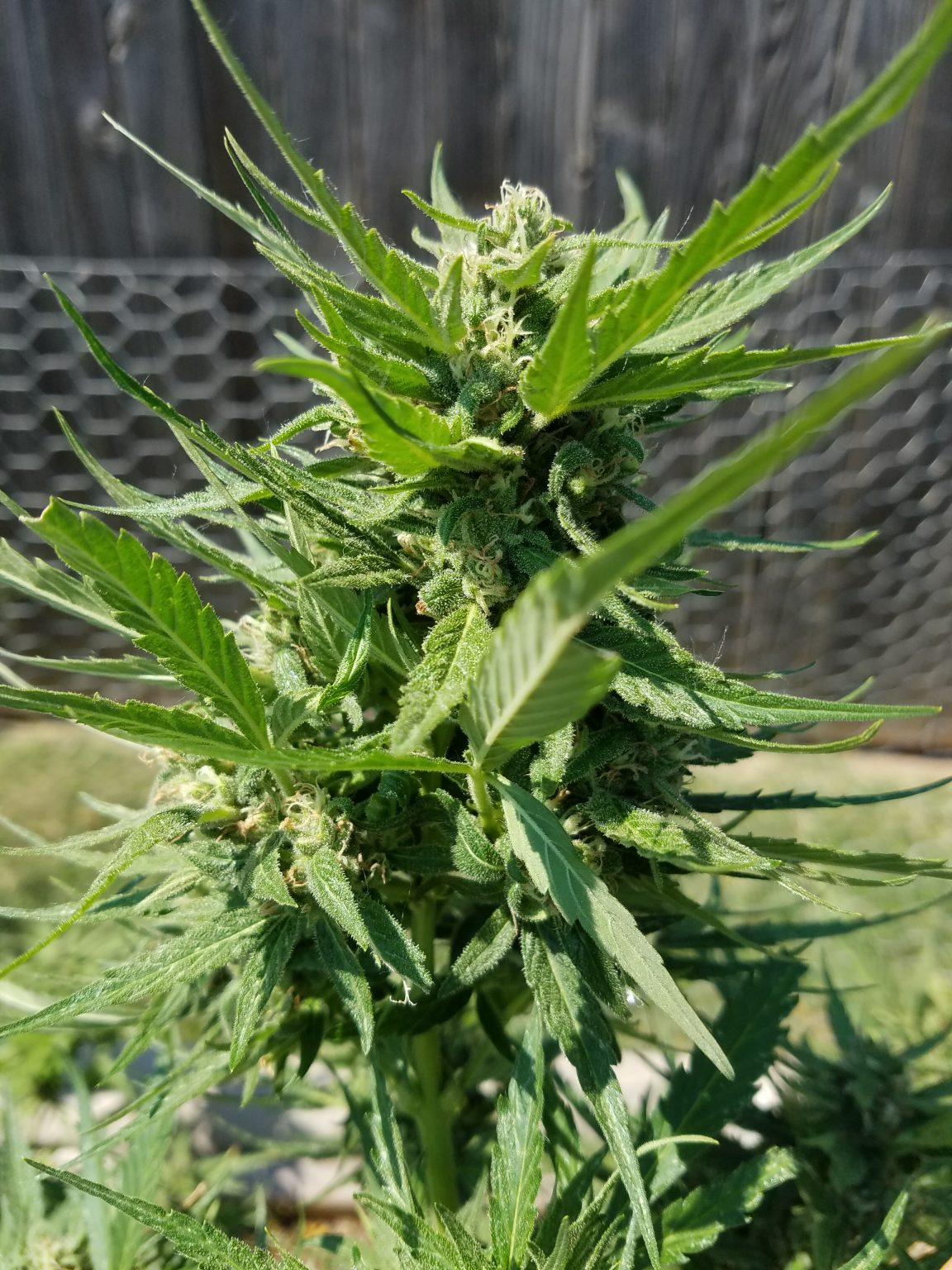 Cannabis Growing in the Sun