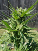 Cannabis Growing in the Sun