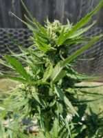 Cannabis Growing in the Sun
