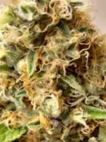 Free Seed Bud
