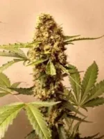 Free Seed Grow