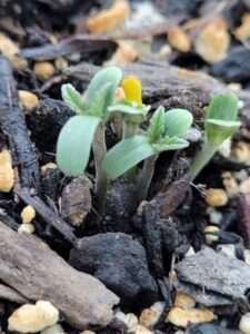 cannabis seed germination