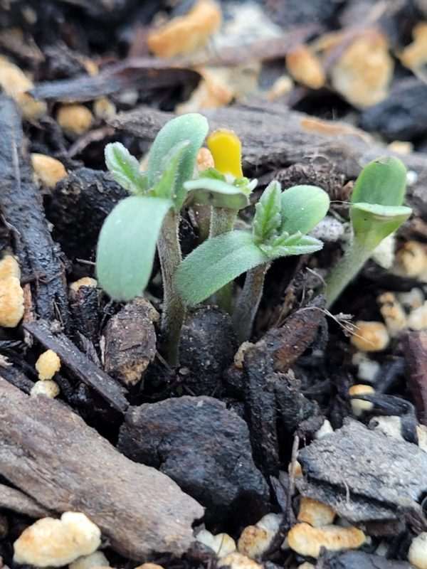 cannabis Seedlings