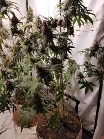 Free Cannabis Seeds - Image 11