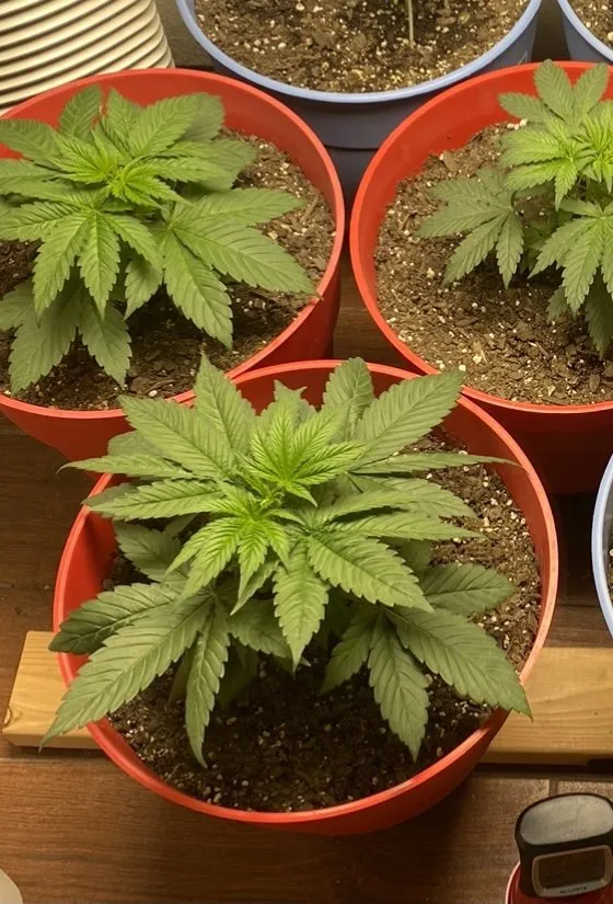 Cannabis Indica Growing