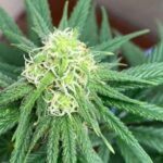Santa Marta Colombian Gold