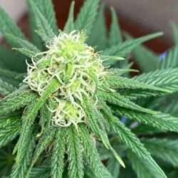 Santa Marta Colombian Gold