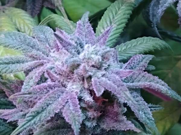Purple cannabis