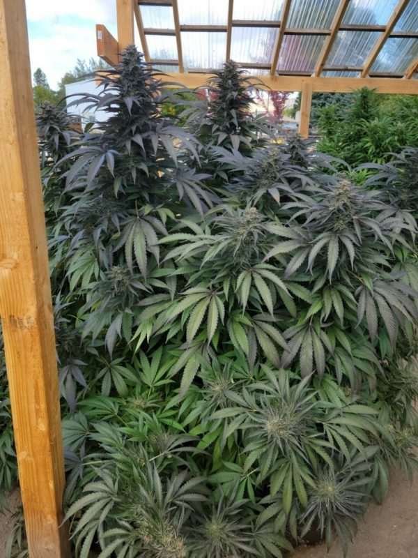 BadAss BB's Cannabis