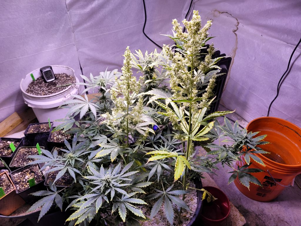 Free Seed Grow