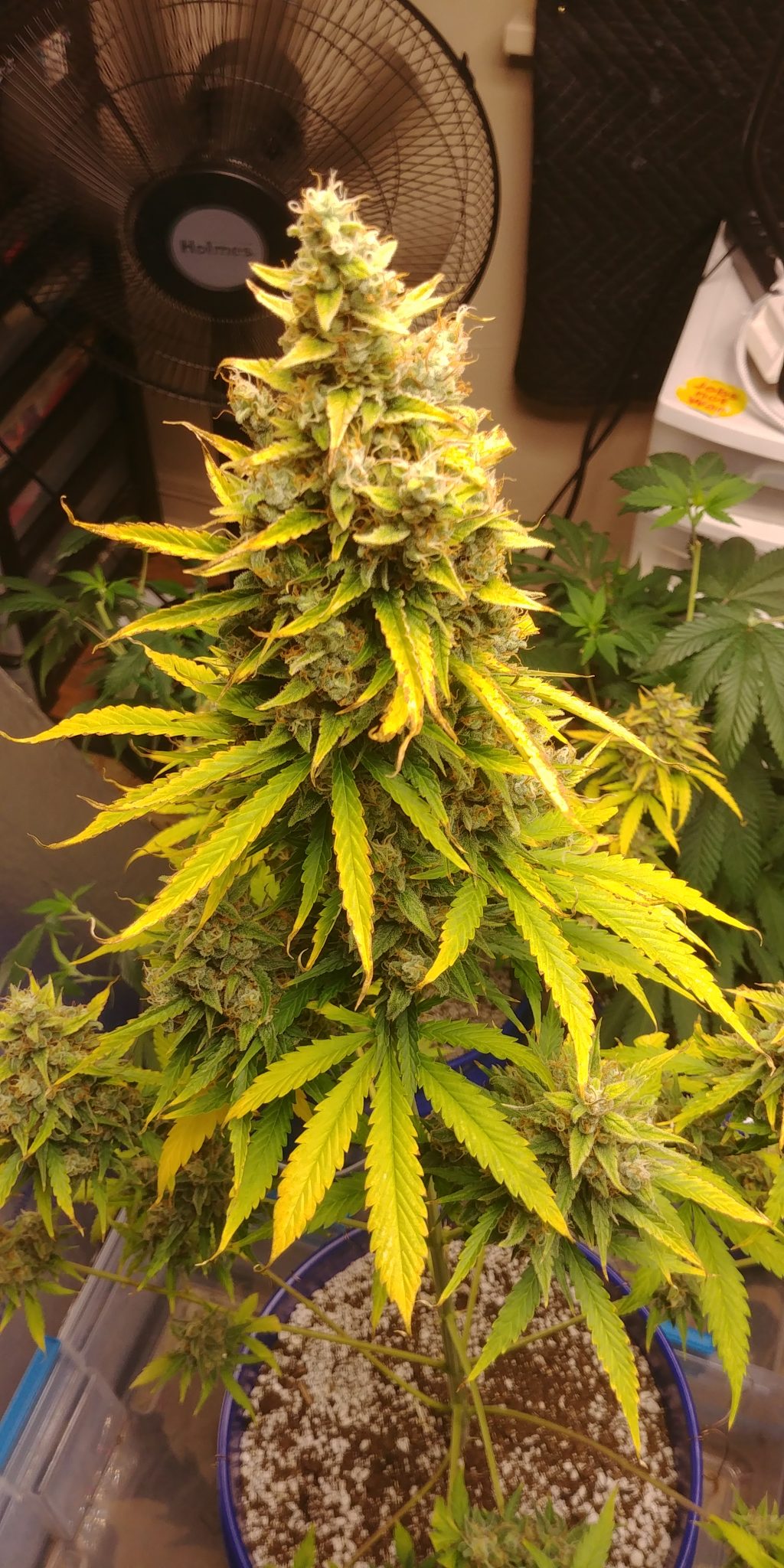Girl Scout Cookies Auto Fem