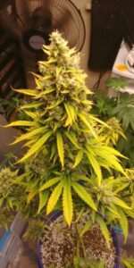Girl Scout Cookies Auto Fem