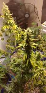 Gorilla Glue Auto Fem