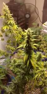Gorilla Glue Auto Fem