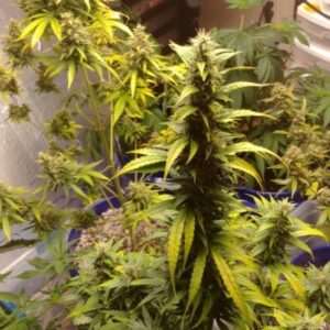 Gorilla Glue Auto Fem