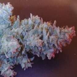 Feminized Cannabis Seed Pack