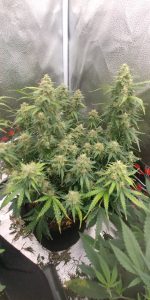 Gorilla Glue Auto Fems