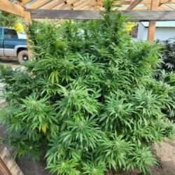 KickAss White OG Regular Cannabis Seeds