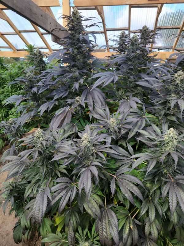 The Black Cannabis