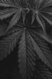 Grow the Black Cannabis Strain for purple cannabis.