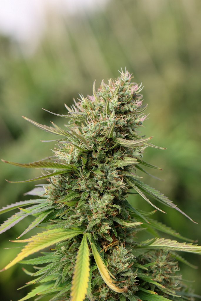 Cannabis Flower Cheap Weed Seeds