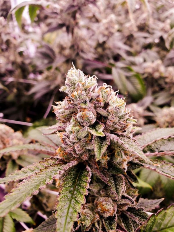 Black Carmel Kush