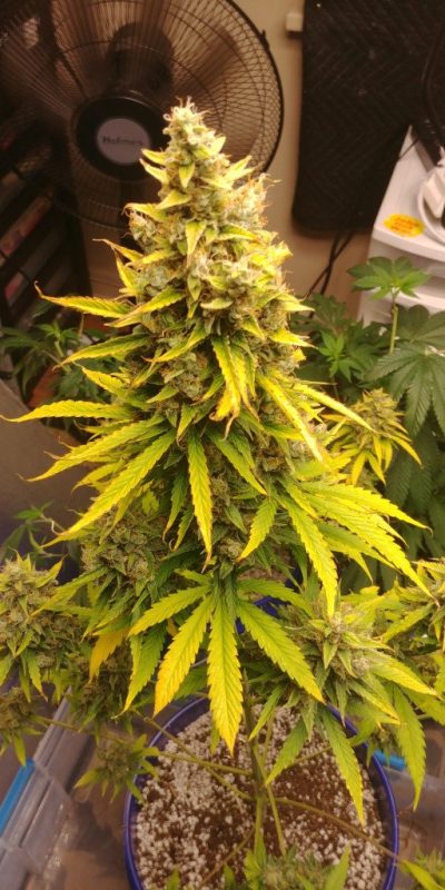 gorilla glue cannabis strain