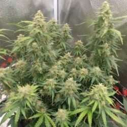 Gorilla Glue Auto Fems