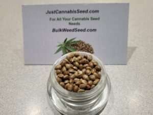Regular Weed Seeds