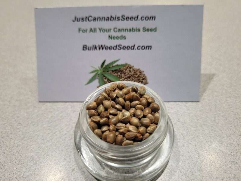Cannabis Seeds