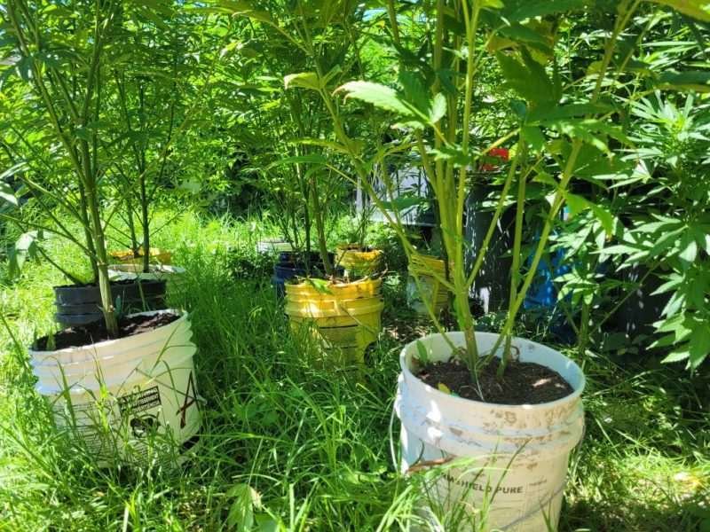 Santa Marta Colombian Gold Making Seed