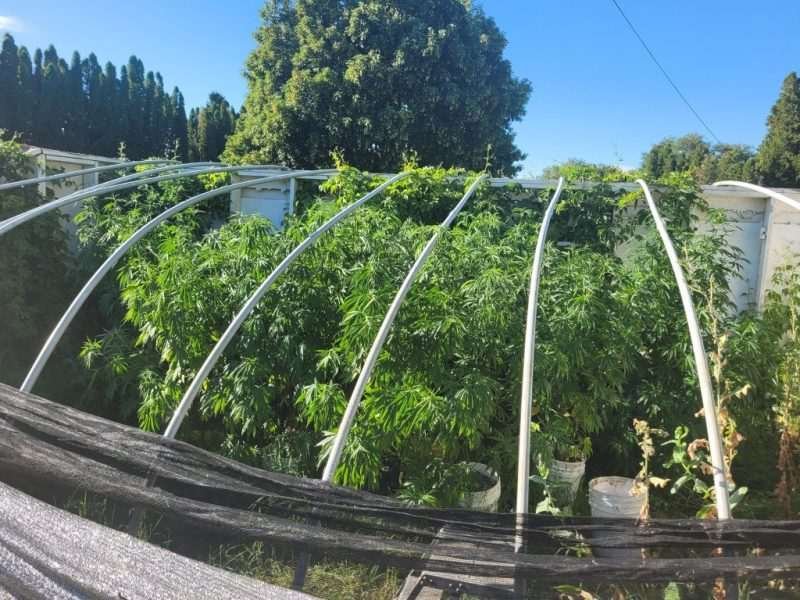 Santa Marta Colombian Seed Grow