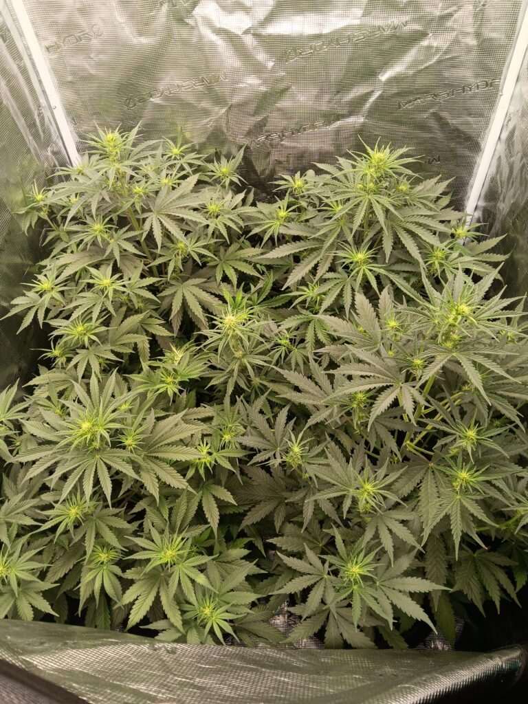 High Potency Cannabis
