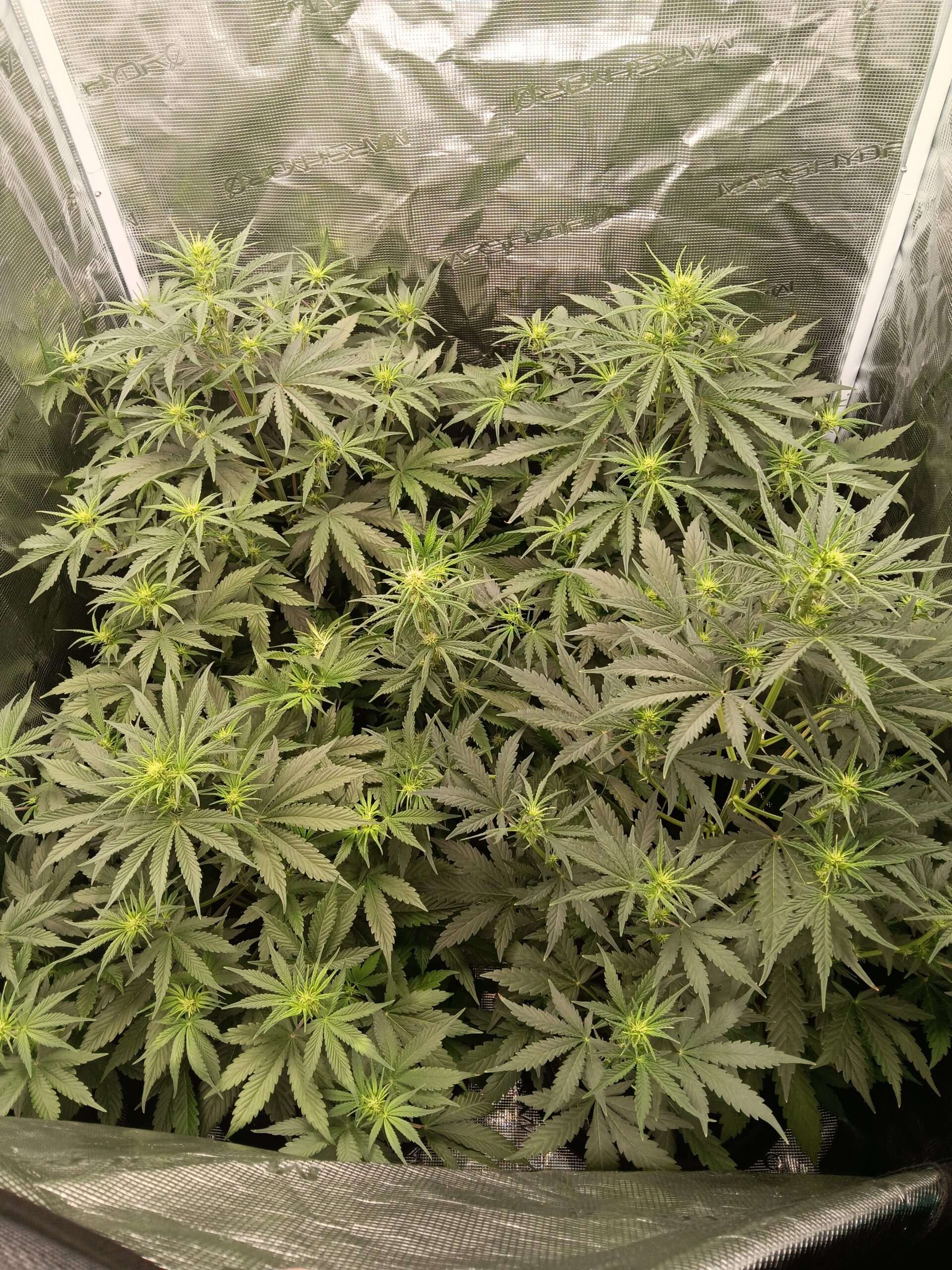 High Potency Cannabis