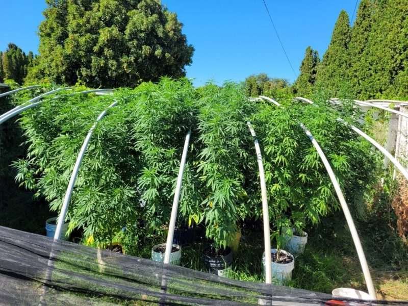 Colombia Gold Seed Grow