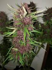 Gorilla Glue F4 Cannabis Strain