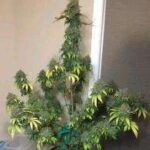 Samsquanch Cannabis Strain