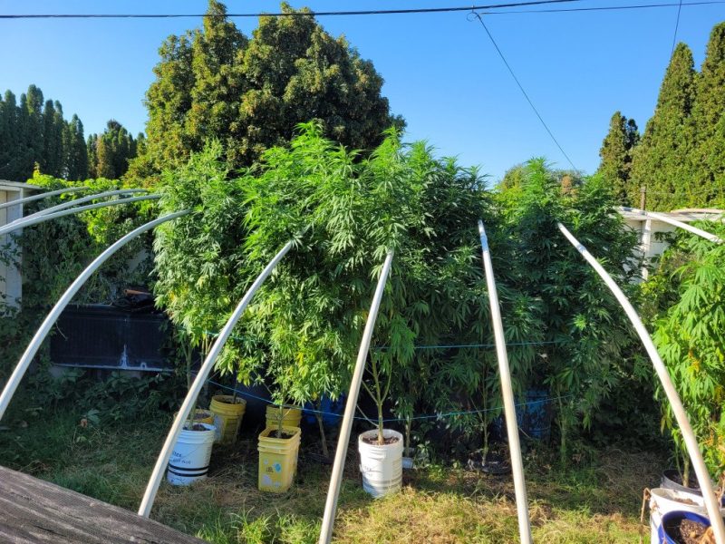 Santa Marta Colombia Gold Grow