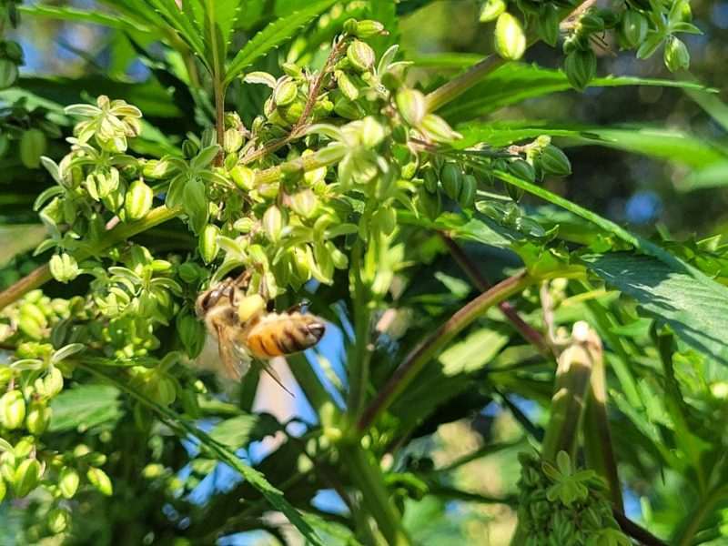 Honey Bee Working Male Cannabis Plant