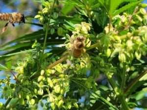 Honey Bee Collecting Cannabis Pollen