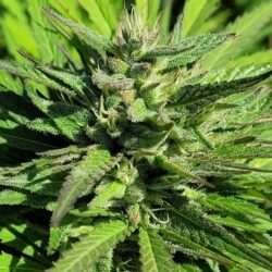 Blackberry Skittez X Colombia Gold