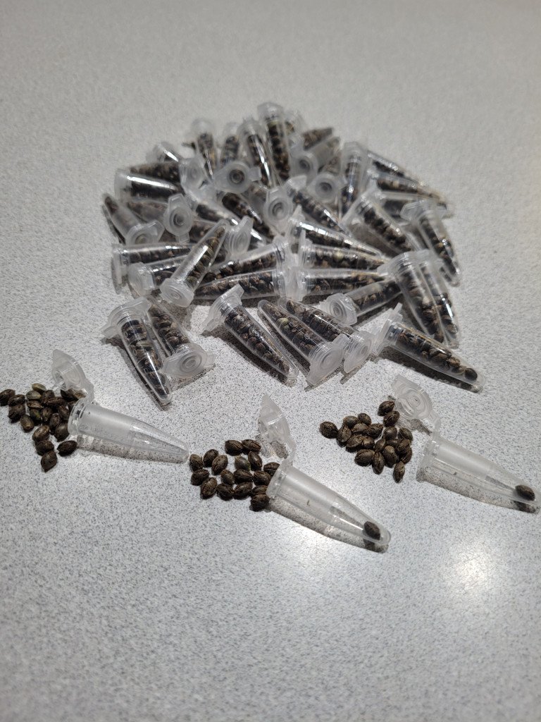 Free Cannabis Seeds