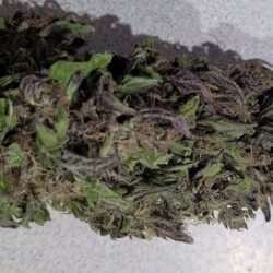 Black Apple X Tangerine Kush