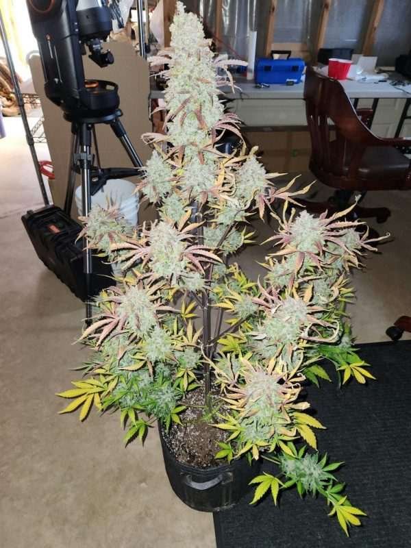 Gorilla Glue Auto Fem