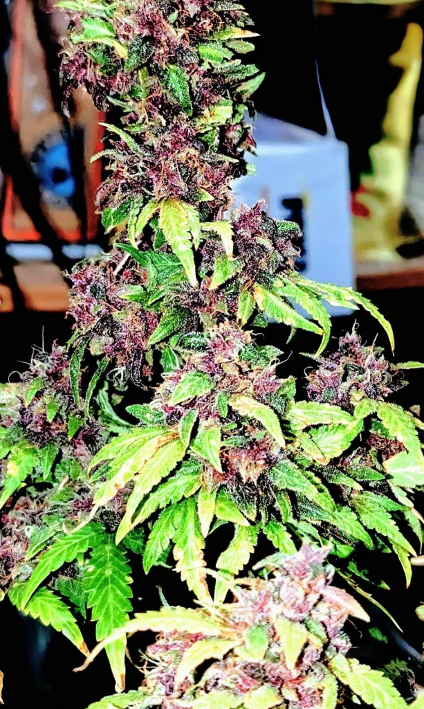 Sour 60 Purple Pheno